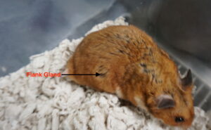 Hamster in the bottom of a cage with the flank gland being pointed out. 