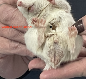 A male gerbil being restrained so his ventral scent gland is visible. 