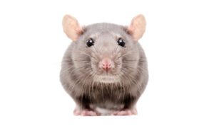 Портрет любопытной серой крысы на белом фоне