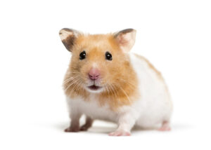 Hamster dourado na frente do fundo branco