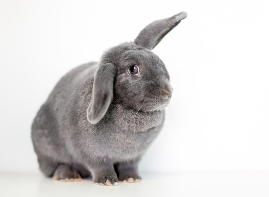Un coniglio domestico grigio che tiene le sue orecchie in una posizione di mezzo lop