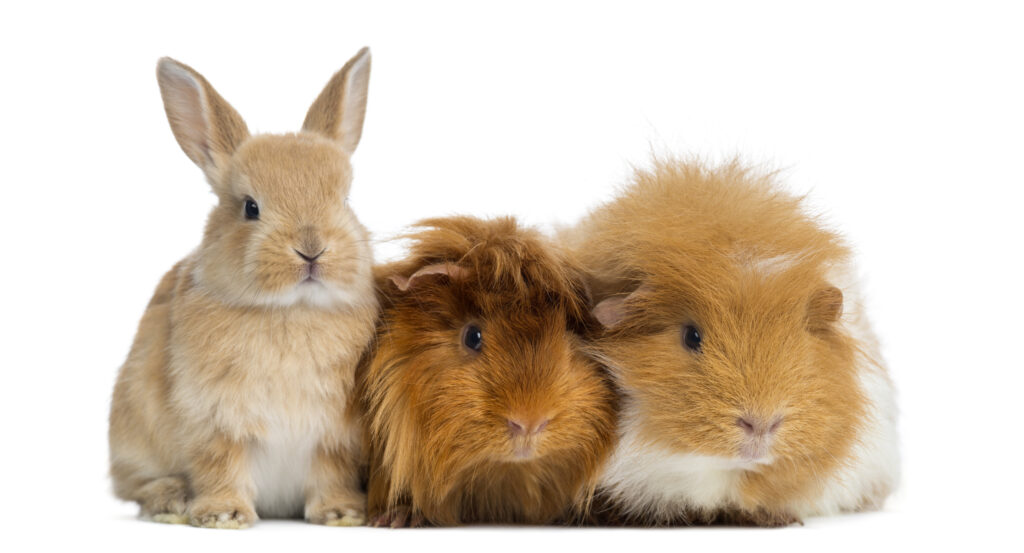 Coniglio nano e porcellini d'India, isolati su bianco