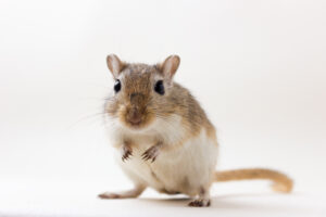 毛茸茸的可爱啮齿动物-中性背景中的沙鼠