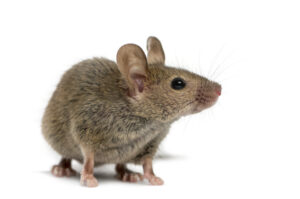 Brown-Maus, die auf einem weißen Hintergrund sitzt