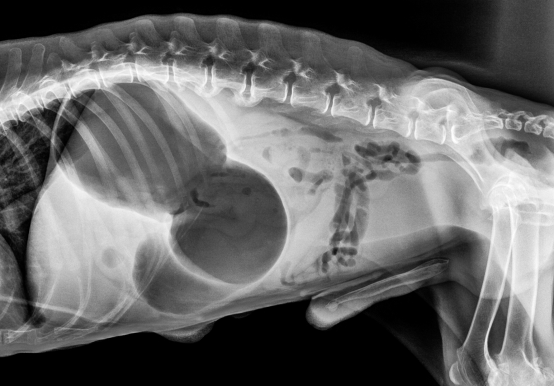 Рентген брюшной полости собаки в норме