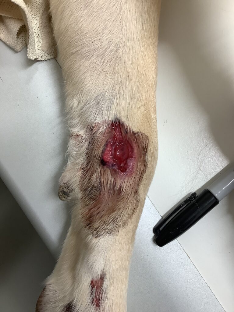 Left dog lesion Dr. Amanda Meyer photo