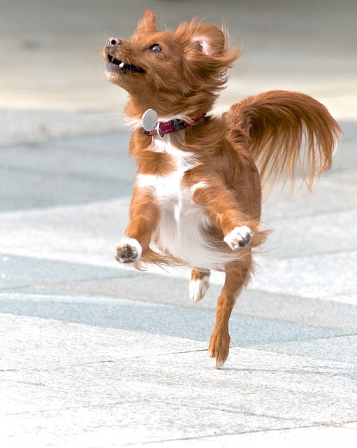 прыгающая собака