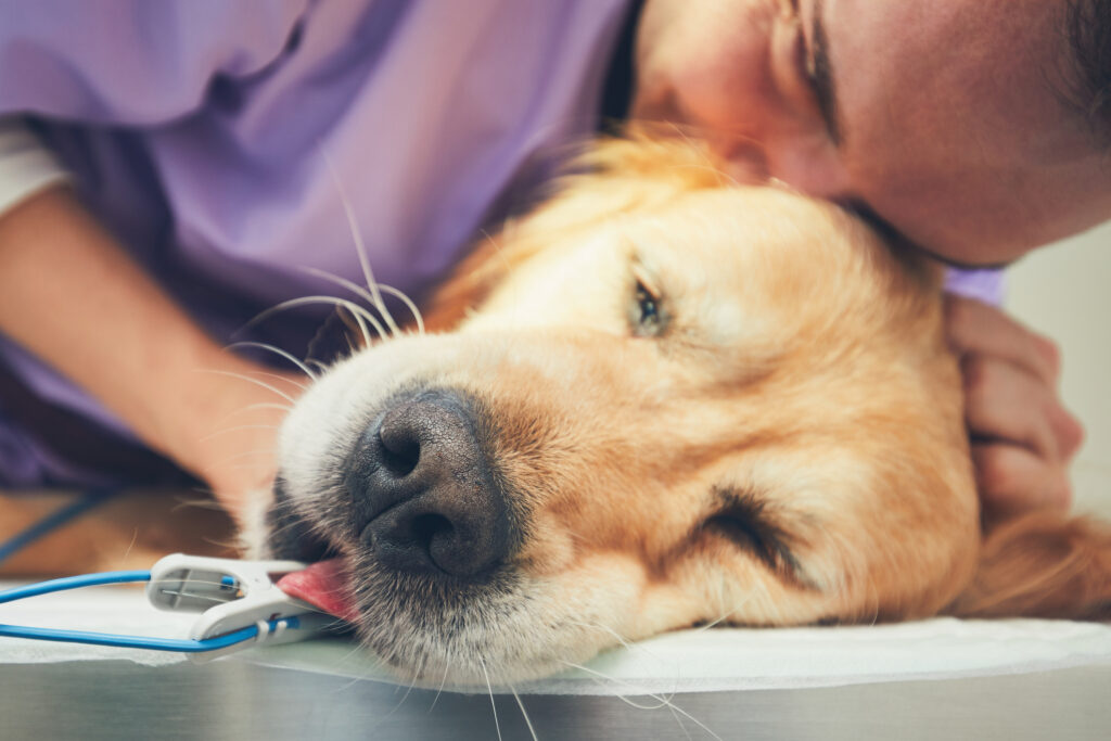 A veterinary technician holding a golden retriever that has a pulse oximeter on its tongue. 