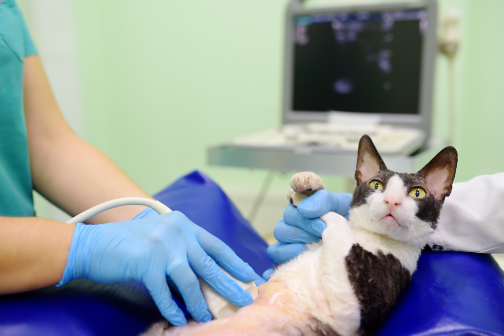 A technician or veterinarian performing an ultrasound on a cat laying on its back