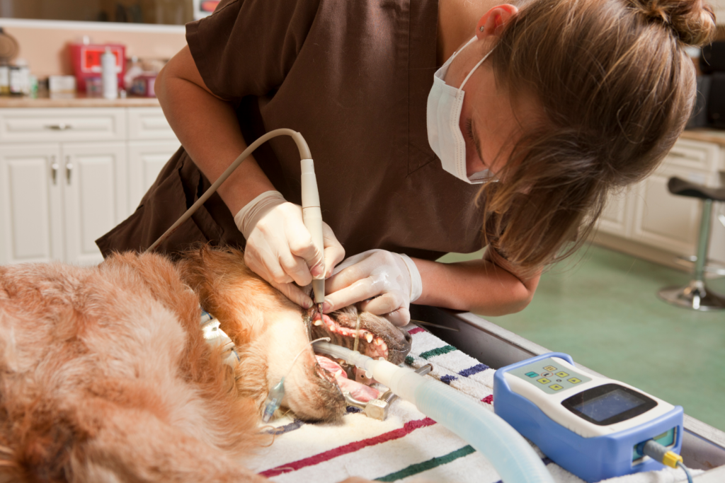 Un technicien vétérinaire effectuant un nettoyage dentaire sur un chien anesthésié sur une table.