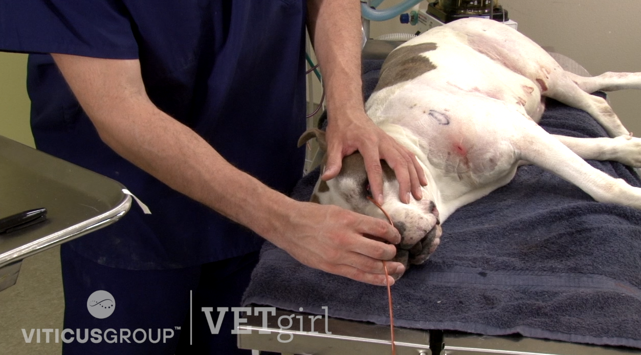 How to place a nasal oxygen catheter in a dog by David Liss