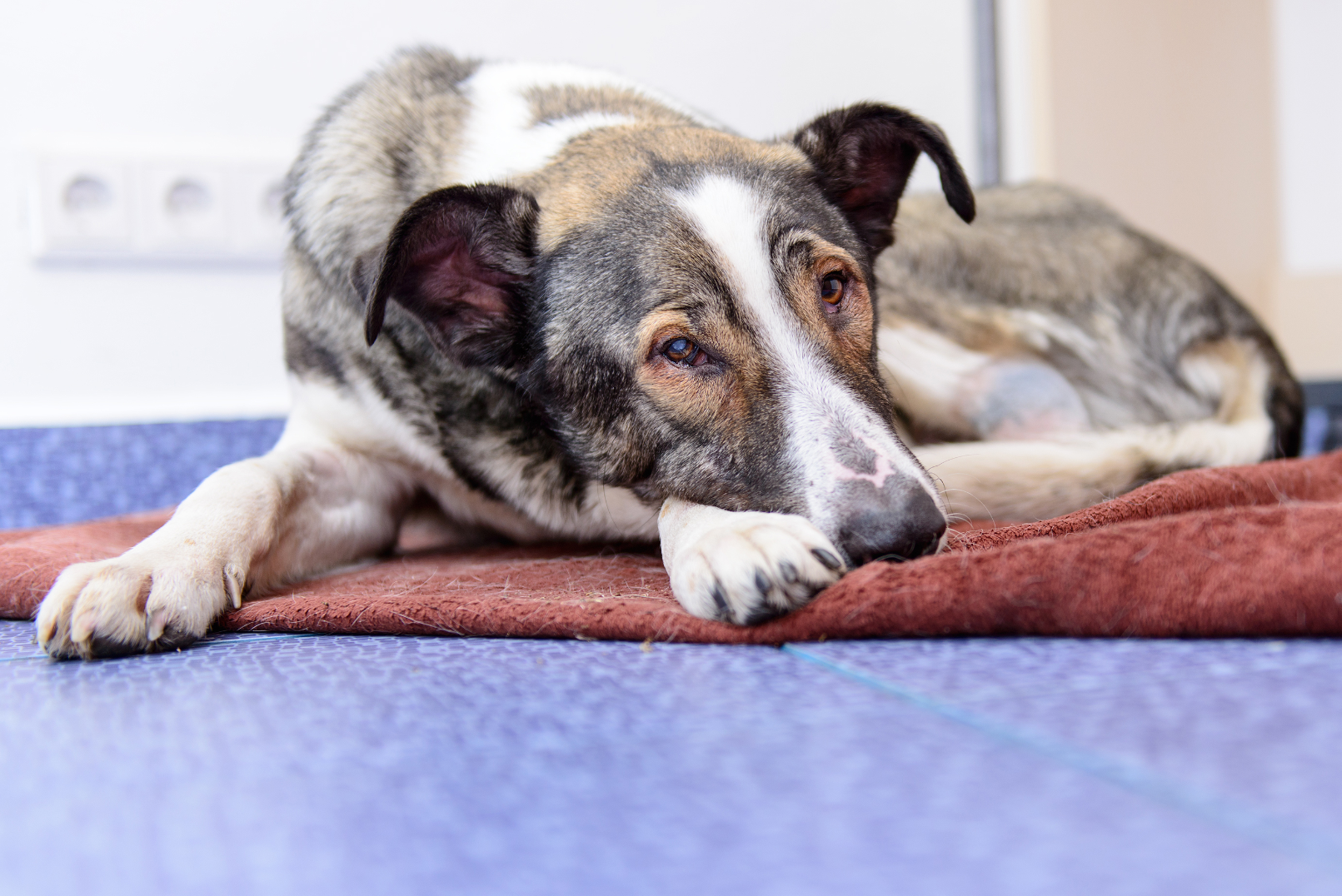 Лечение острого панкреатита у собак доктором Дэвидом Тведтом | Блог о  непрерывном ветеринарном образовании VETgirl