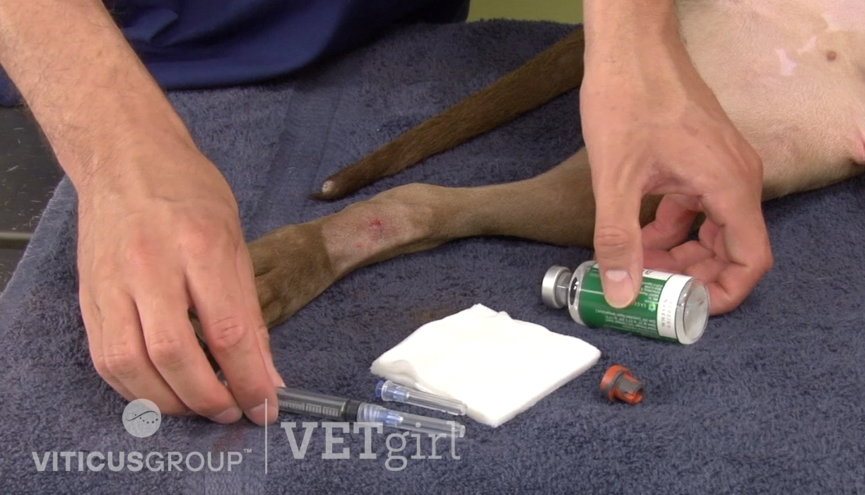 How to collect an arterial blood gas sample from the femoral artery in a dog by David Liss
