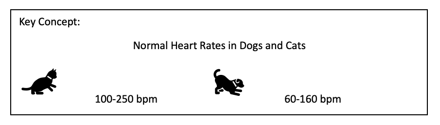 Normal heart rate dog and cat Amanda Shelby