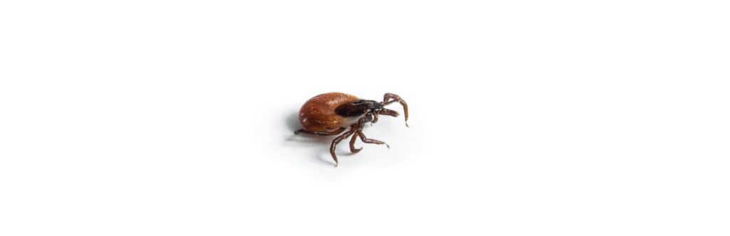 Isolated castor bean tick after removing from person. Known as Deer or Sheep tick or Ixodes ricinus. Carrier of Lyme disease. Selective focus. White background