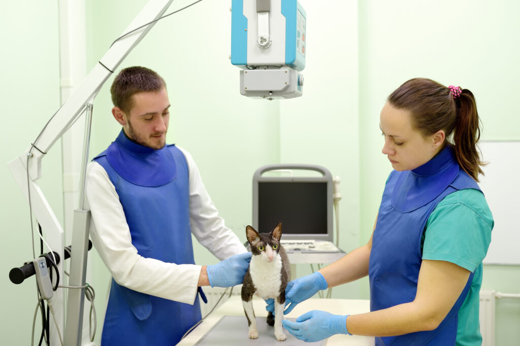 Two veterinarian technicians are going to do radiographs of the breed Cornish Rex cat during the examination in veterinary clinic. Pet health. Care animal. Pet checkup, tests and vaccination.