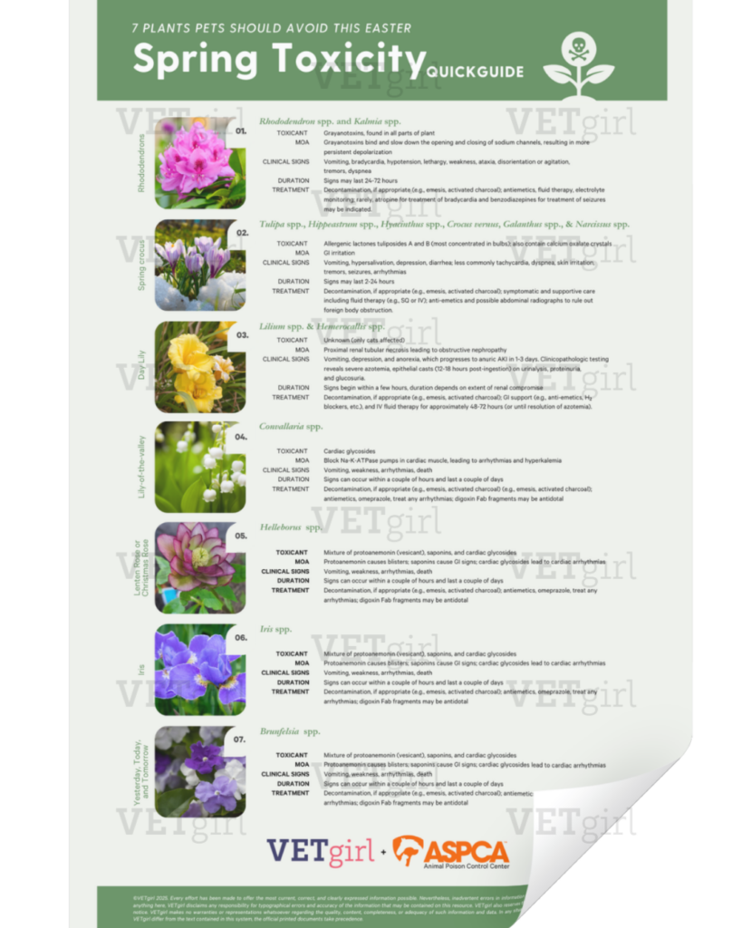Spring Toxicity QuickGuide –  7 Easter Plants to Avoid