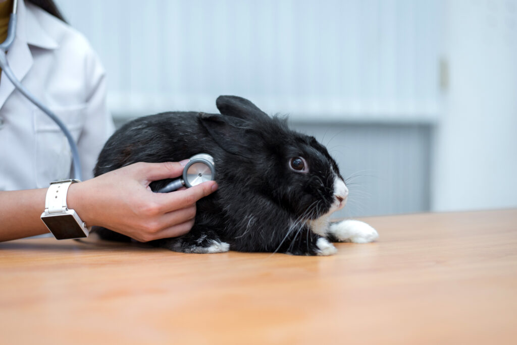 動物病院で、獣医が聴診器を使ってかわいいウサギを診断し、病気の動物を治療する、動物の健康管理のコンセプト