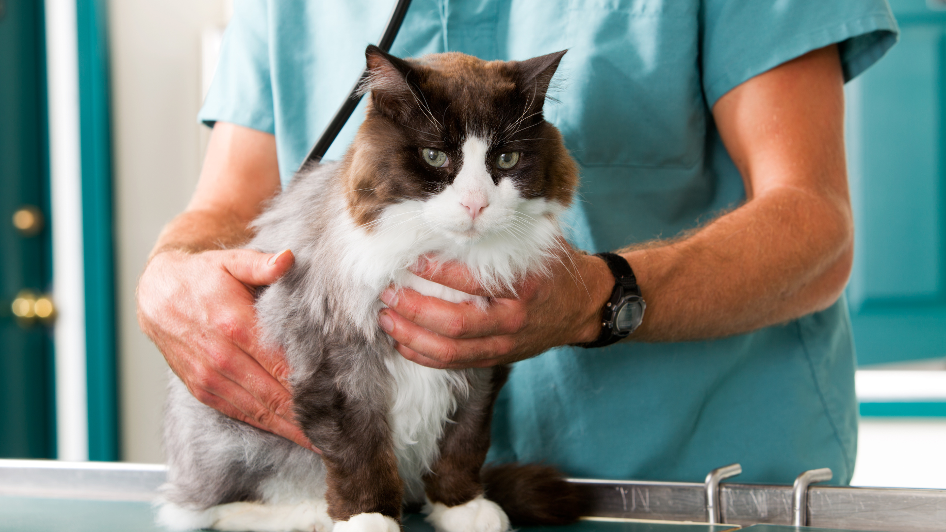 September 13, 2026: Thyroid & SDMA Screening: What Now?