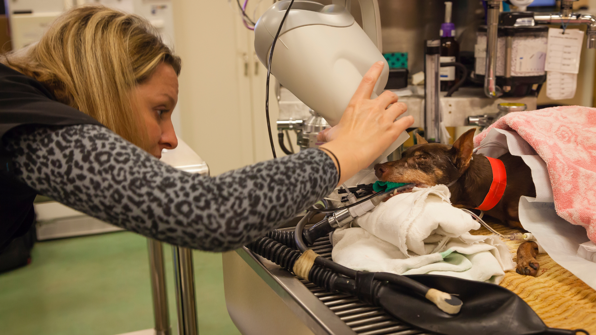 August 12, 2026: Digging Deeper: Dental Diagnostics That Matter