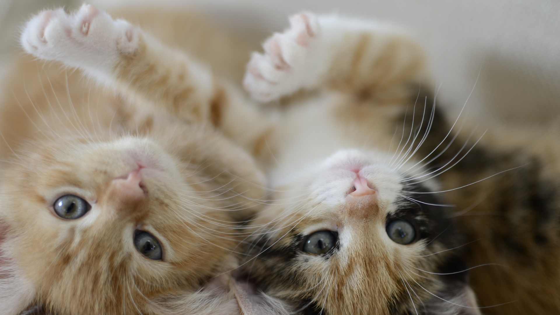 December 2, 2026: From Litter to Lab: Smarter Cat Fecal Screening