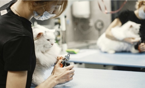 The Vet Tech Edge