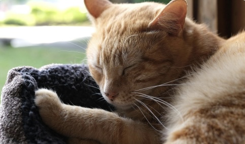 Feline Focus