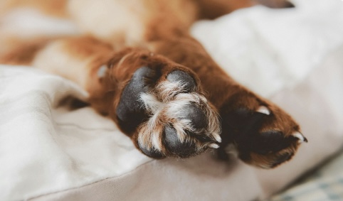 Paws & Purpose