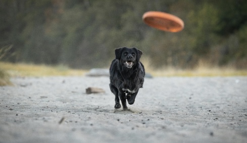 Fetch Facts (K9)