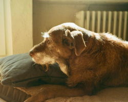 January 10, 2027: Hepatobiliary Disease in Dogs and Cats: From Elevated Liver Enzymes to Long-Term Management