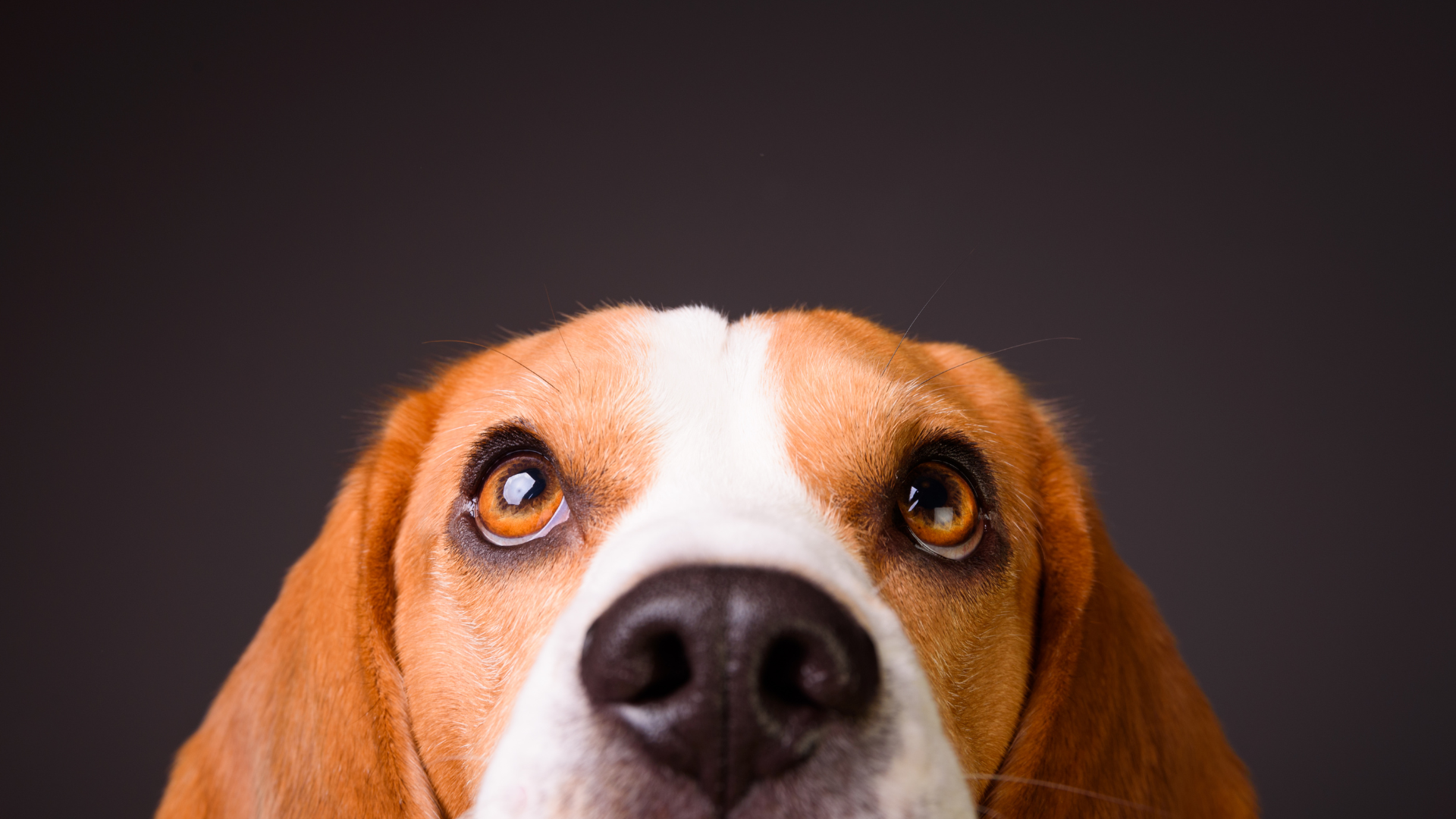 1 de abril de 2027: Manejo práctico de las enfermedades respiratorias crónicas en el perro.