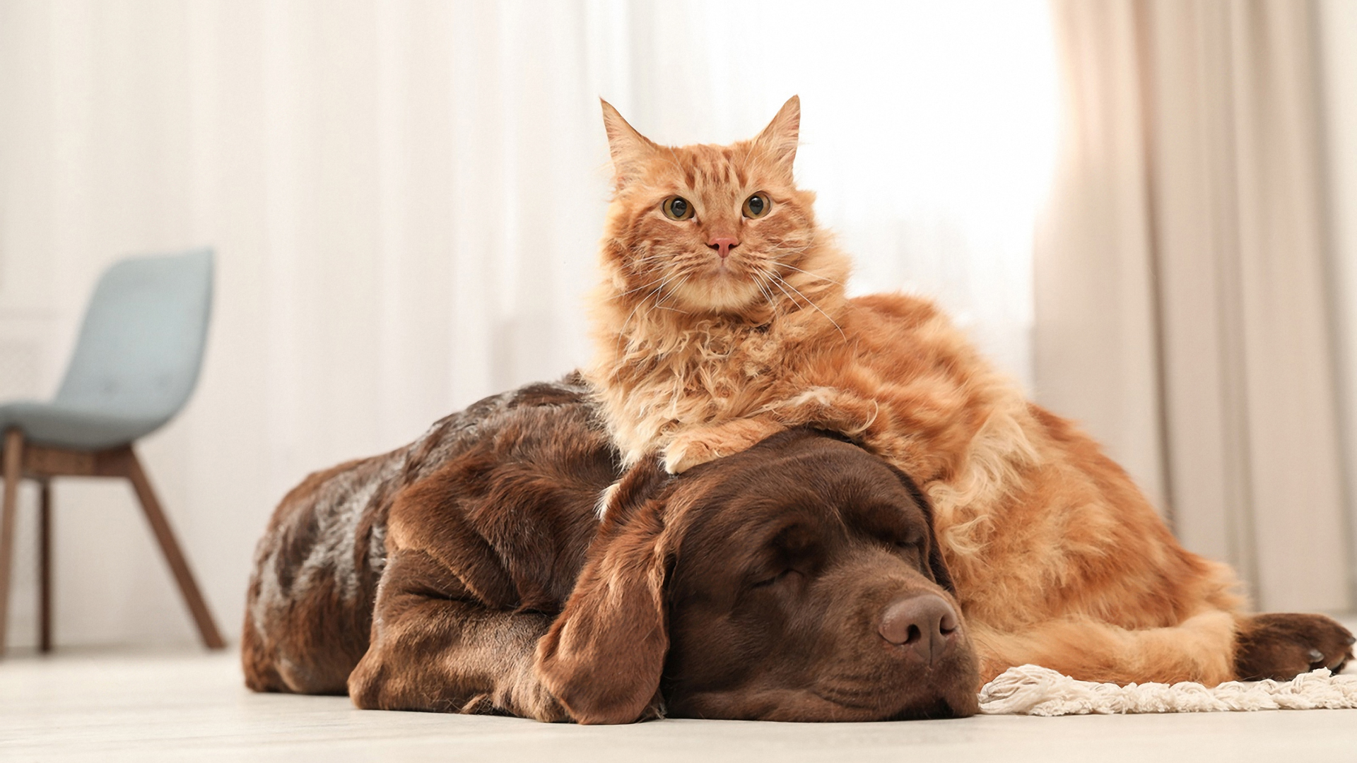 October 29, 2026: Veterinary Nutrition is Getting Fresh