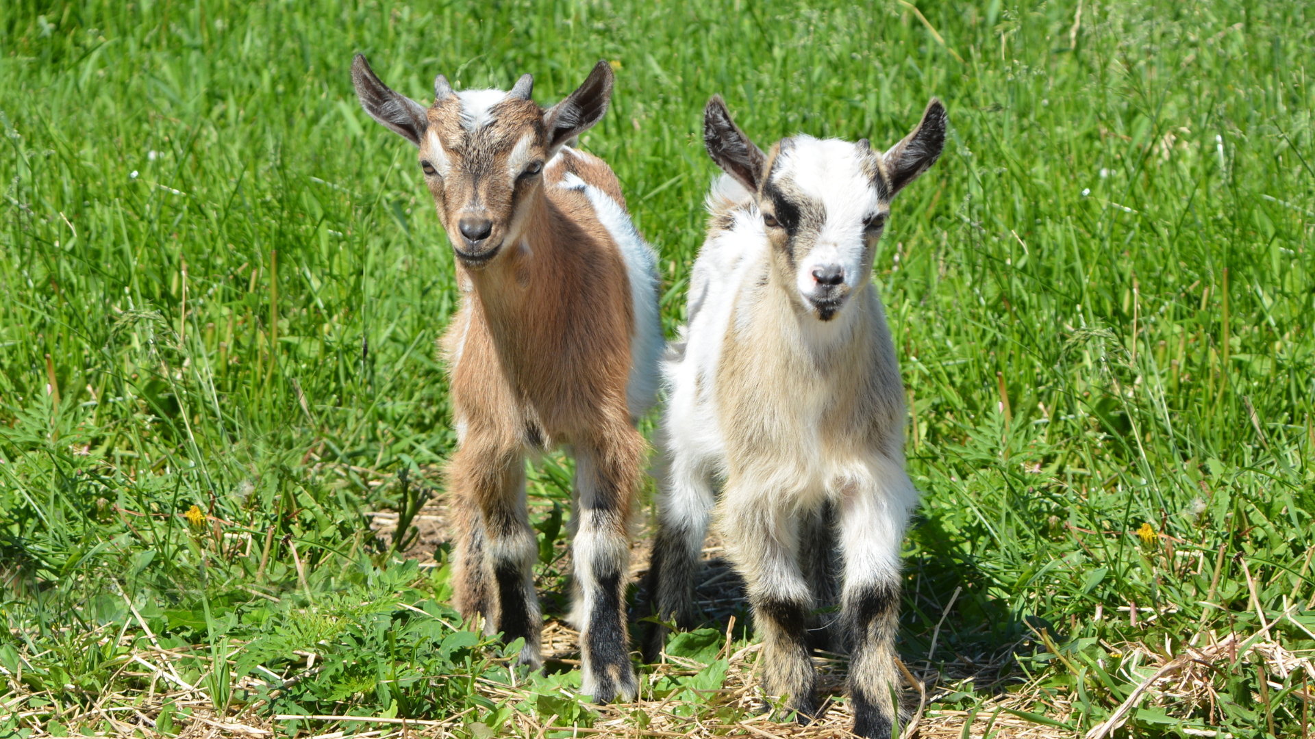 September 1, 2026: Small Ruminant Parasitism: The Refresher You Need!